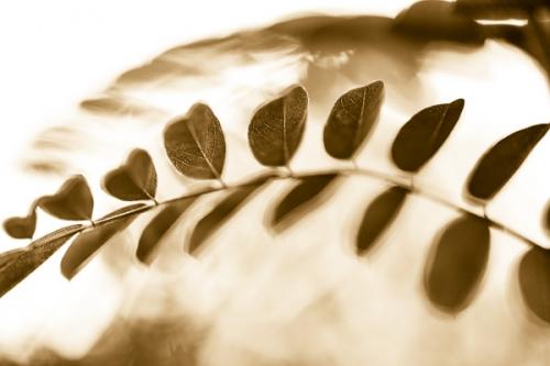 Abstract;Abstraction;Botanical;Calm;Close-up;Floral;Flowers & Plants;Healing;Health care;Healthcare;Leaf;Line;Looking up;Macro;Nature;Pastoral;Shape;botanicals;foliage;green;leaves;oneness;pattern;peaceful;plant;restful;serene;soothing;tranquil;zen